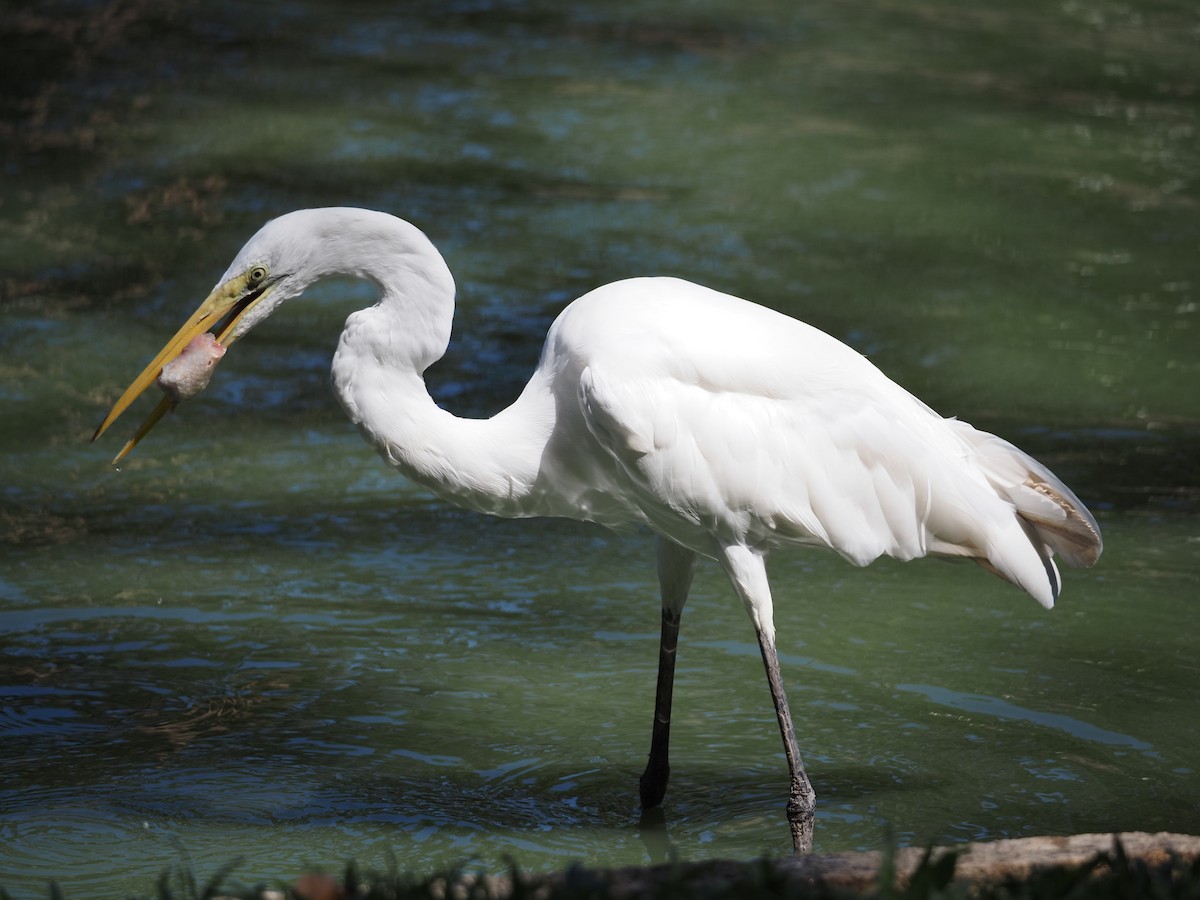 Great Egret - ML620462762