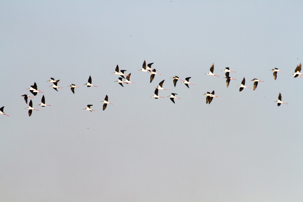 Black-necked Stilt - ML620462768