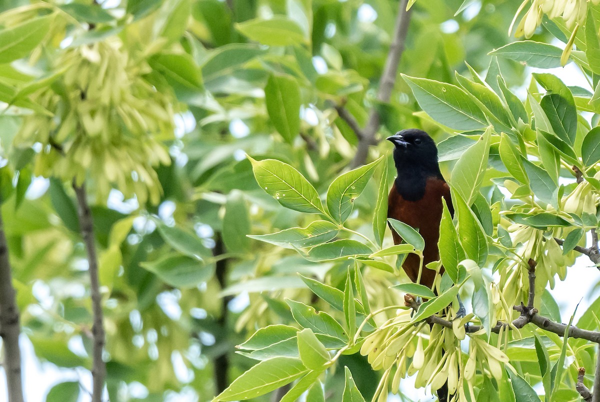 Orchard Oriole - ML620462769