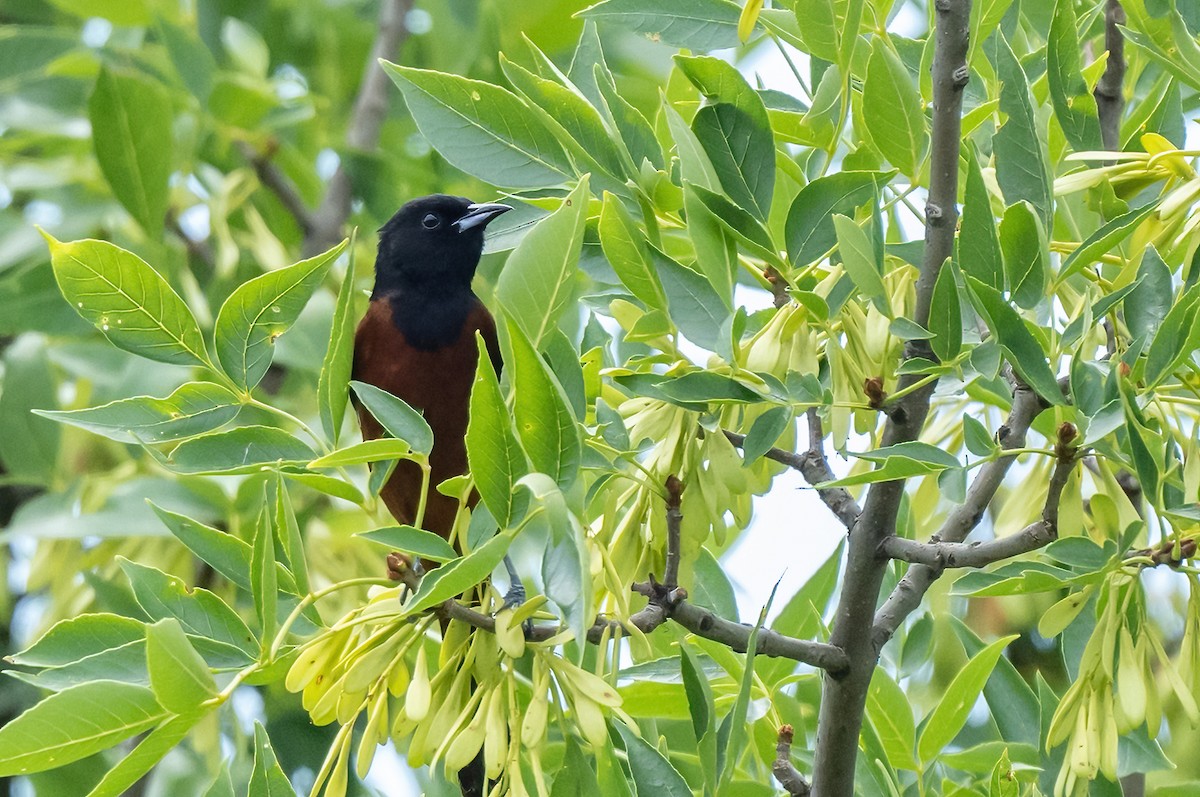 Orchard Oriole - ML620462771