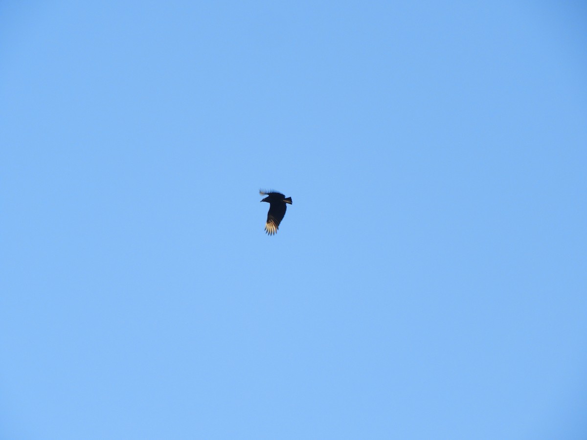 Black Vulture - ML620462773