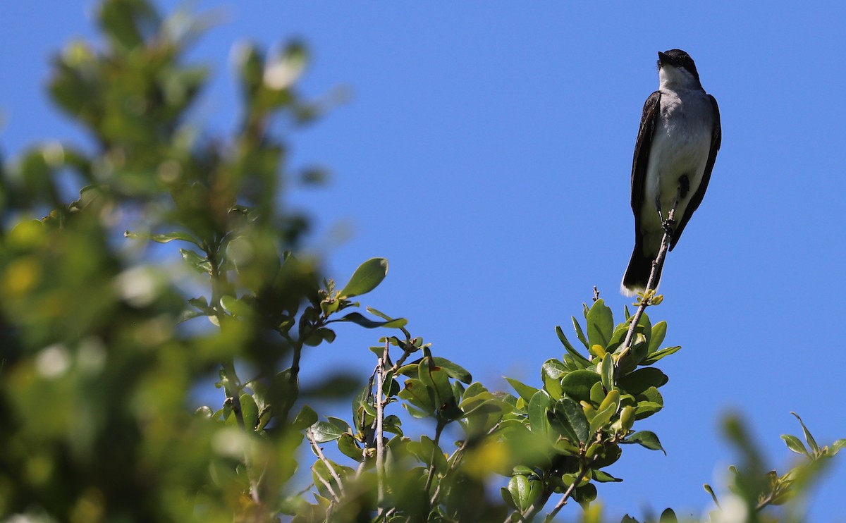 Eastern Kingbird - ML620462774