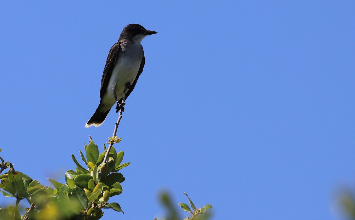 Eastern Kingbird - ML620462776