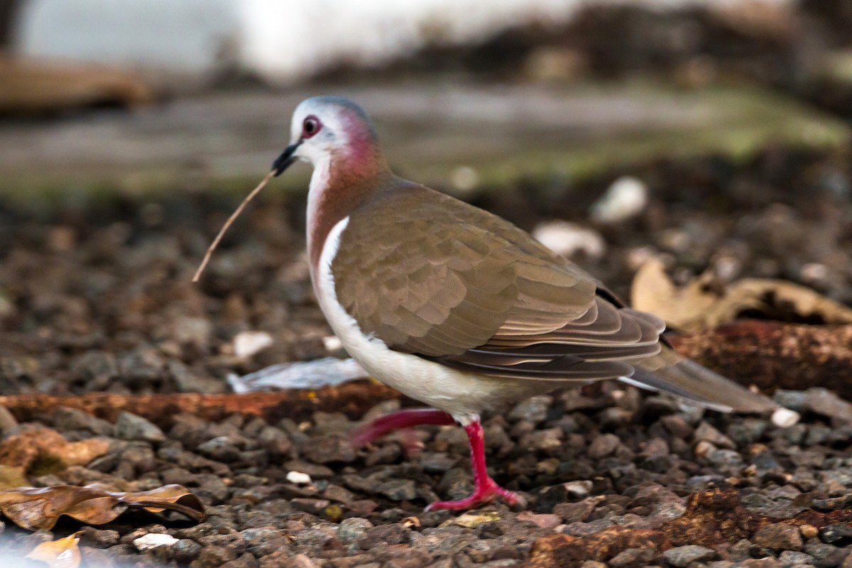 Caribbean Dove - ML620462779