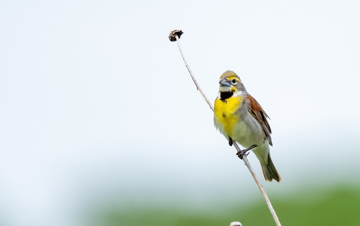 Dickcissel - ML620462794