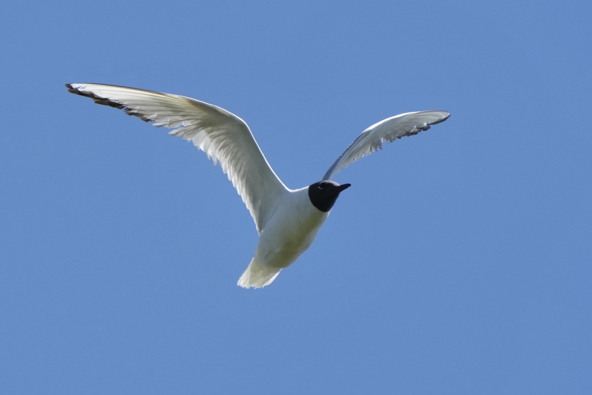 Mouette de Bonaparte - ML620462804