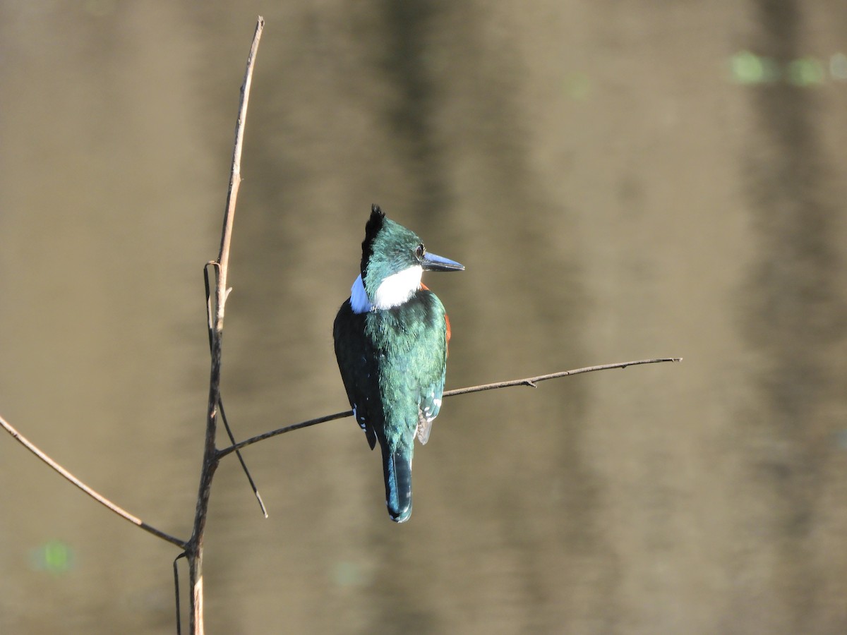 Green Kingfisher - ML620462809