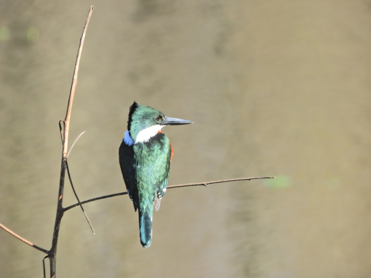 Green Kingfisher - Javier Alexander Piquillén Barboza