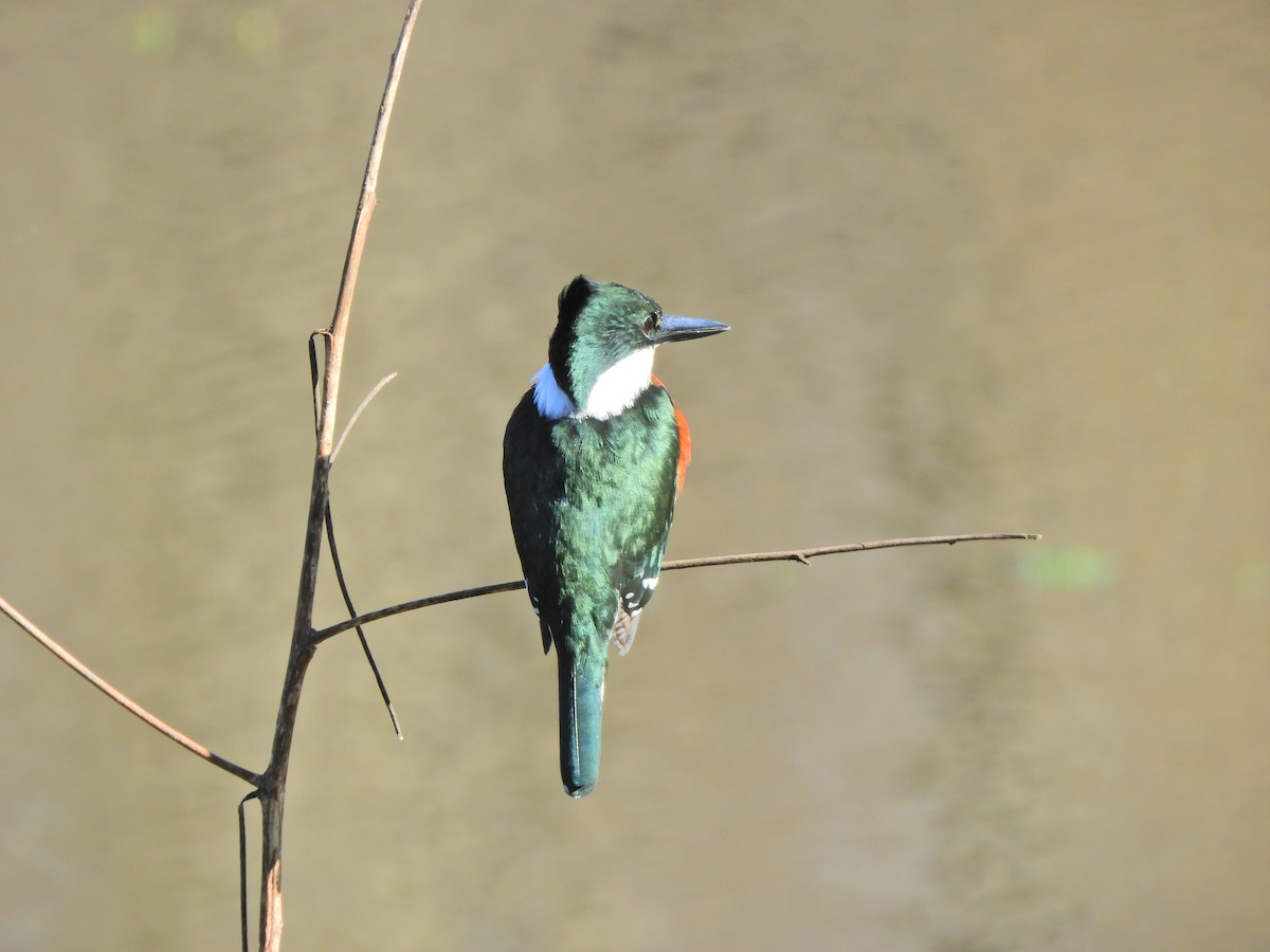 Green Kingfisher - ML620462812