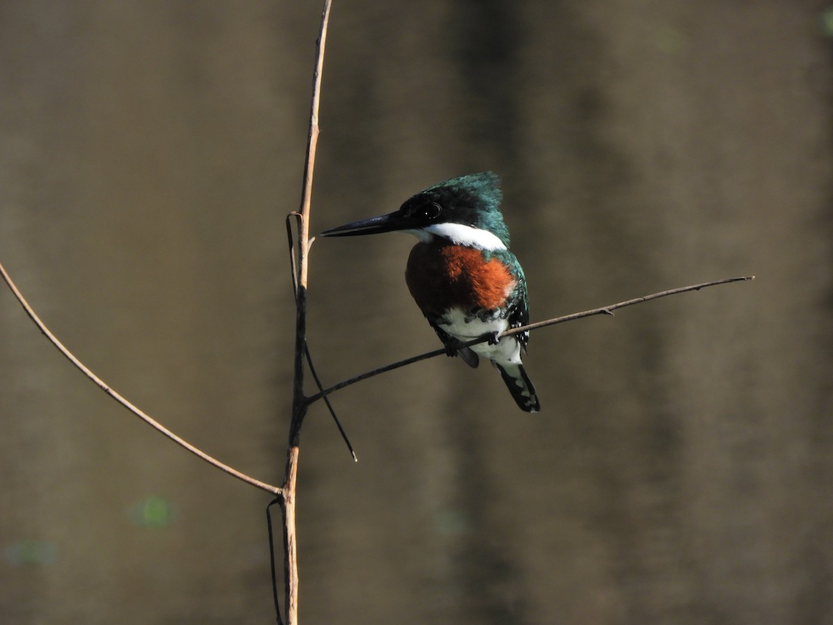 Green Kingfisher - ML620462814