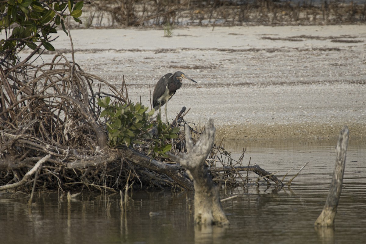 Tricolored Heron - ML620462818