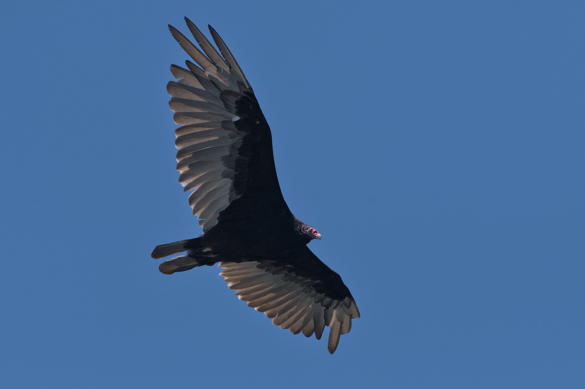 Turkey Vulture - ML620462822