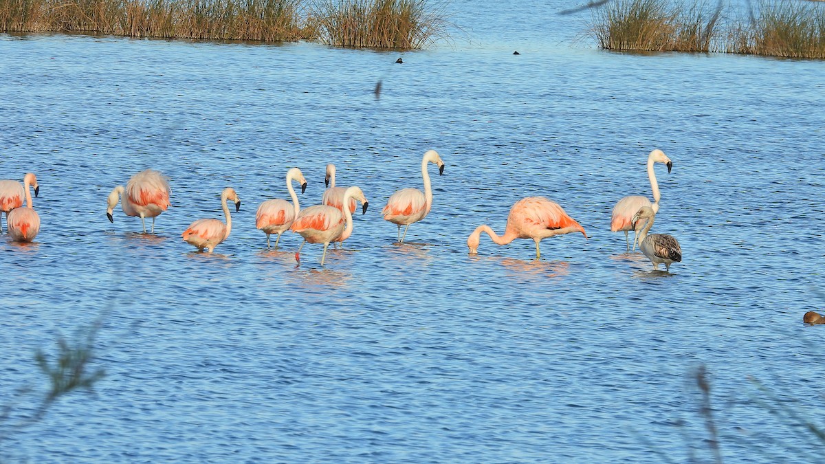 Chilean Flamingo - ML620462825