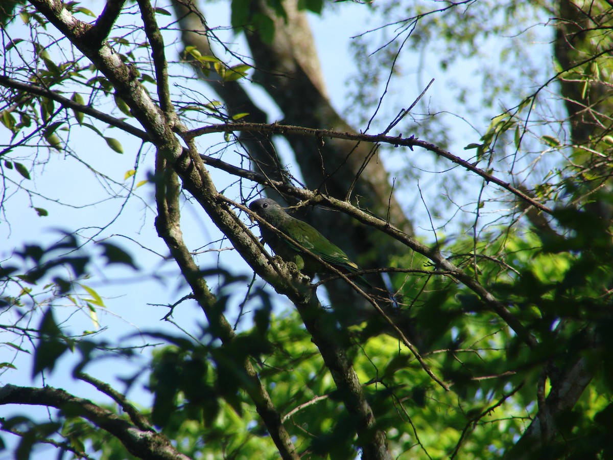 Scaly-headed Parrot - ML620462827