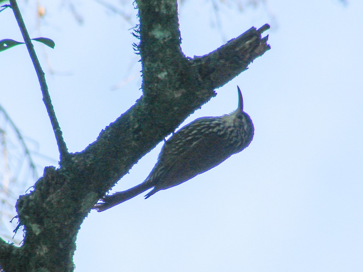 Lesser Woodcreeper - ML620462830