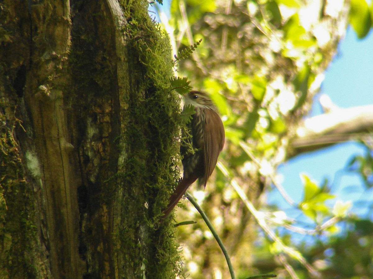 Lesser Woodcreeper - ML620462831