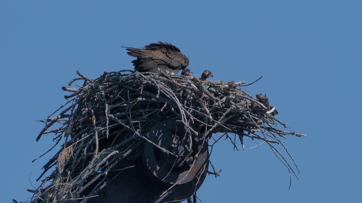 Osprey - ML620462862