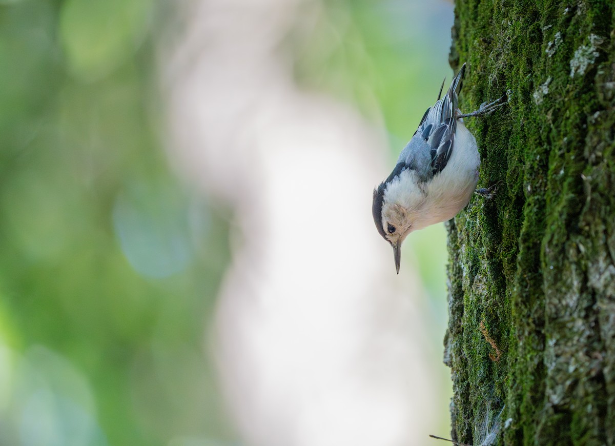 White-breasted Nuthatch - ML620462865