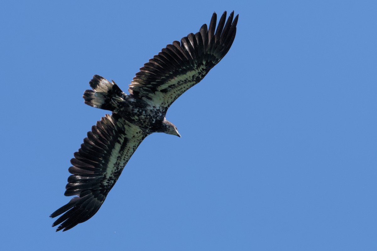 Bald Eagle - ML620462867