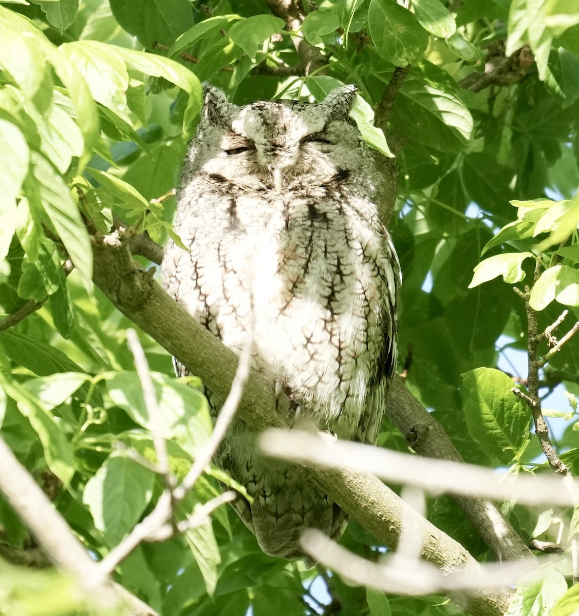 Eastern Screech-Owl - ML620462871