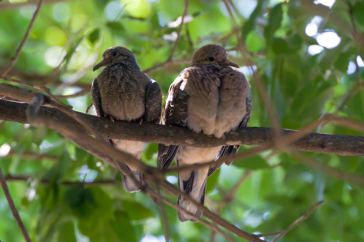 Eared Dove - ML620462874