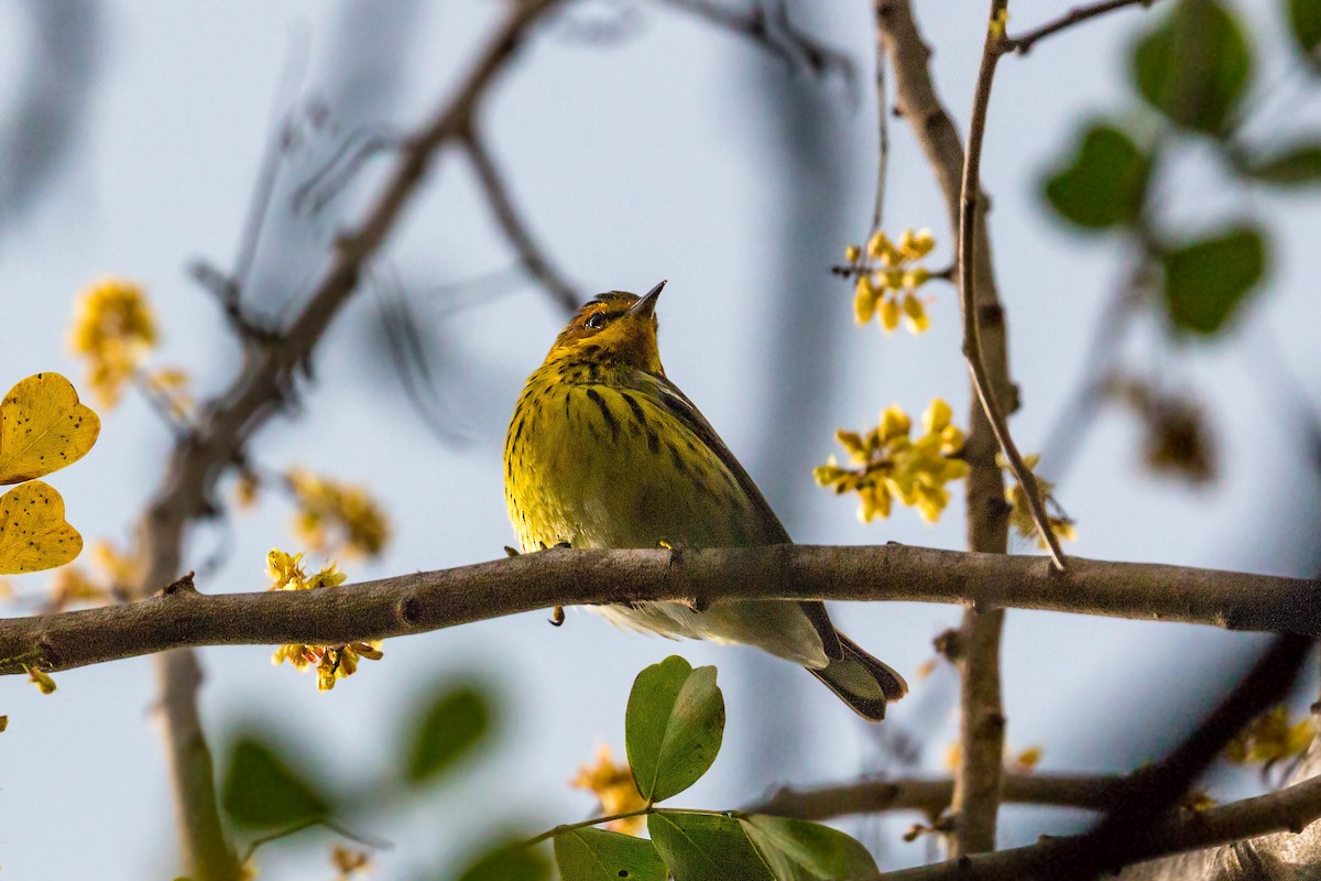 Cape May Warbler - ML620462876