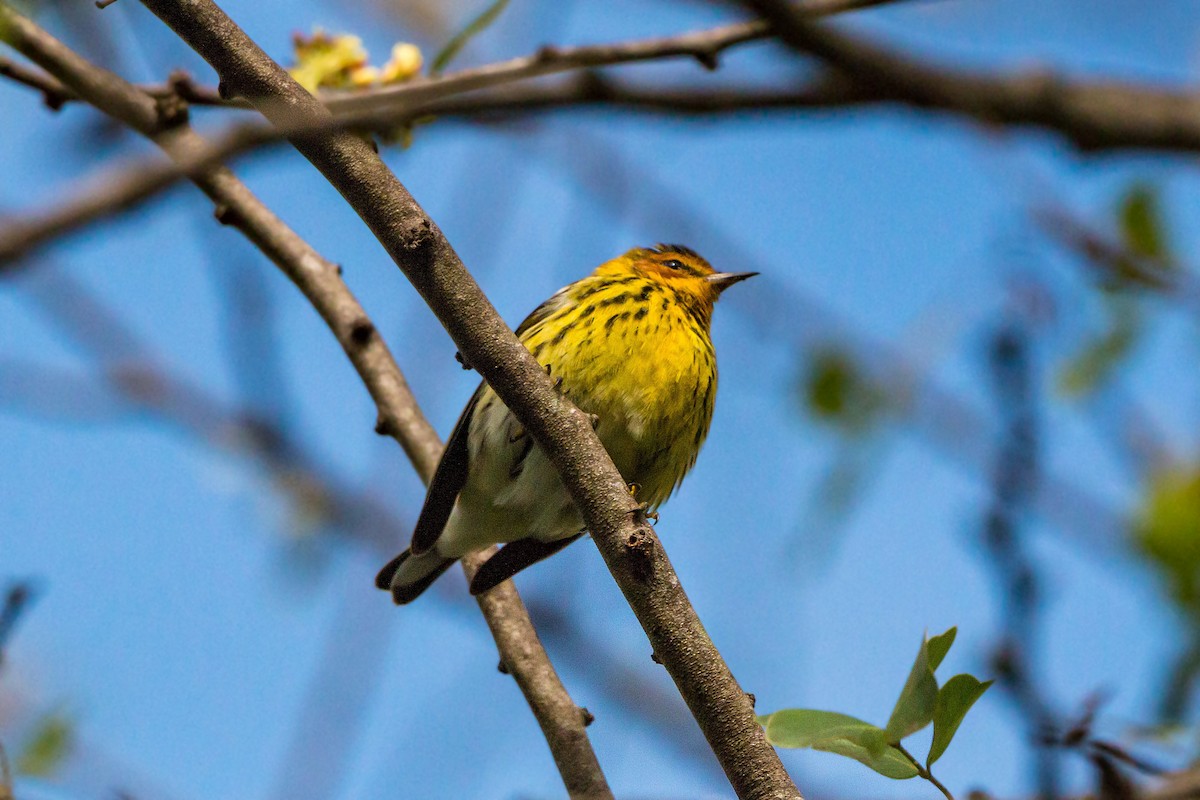 Cape May Warbler - ML620462878