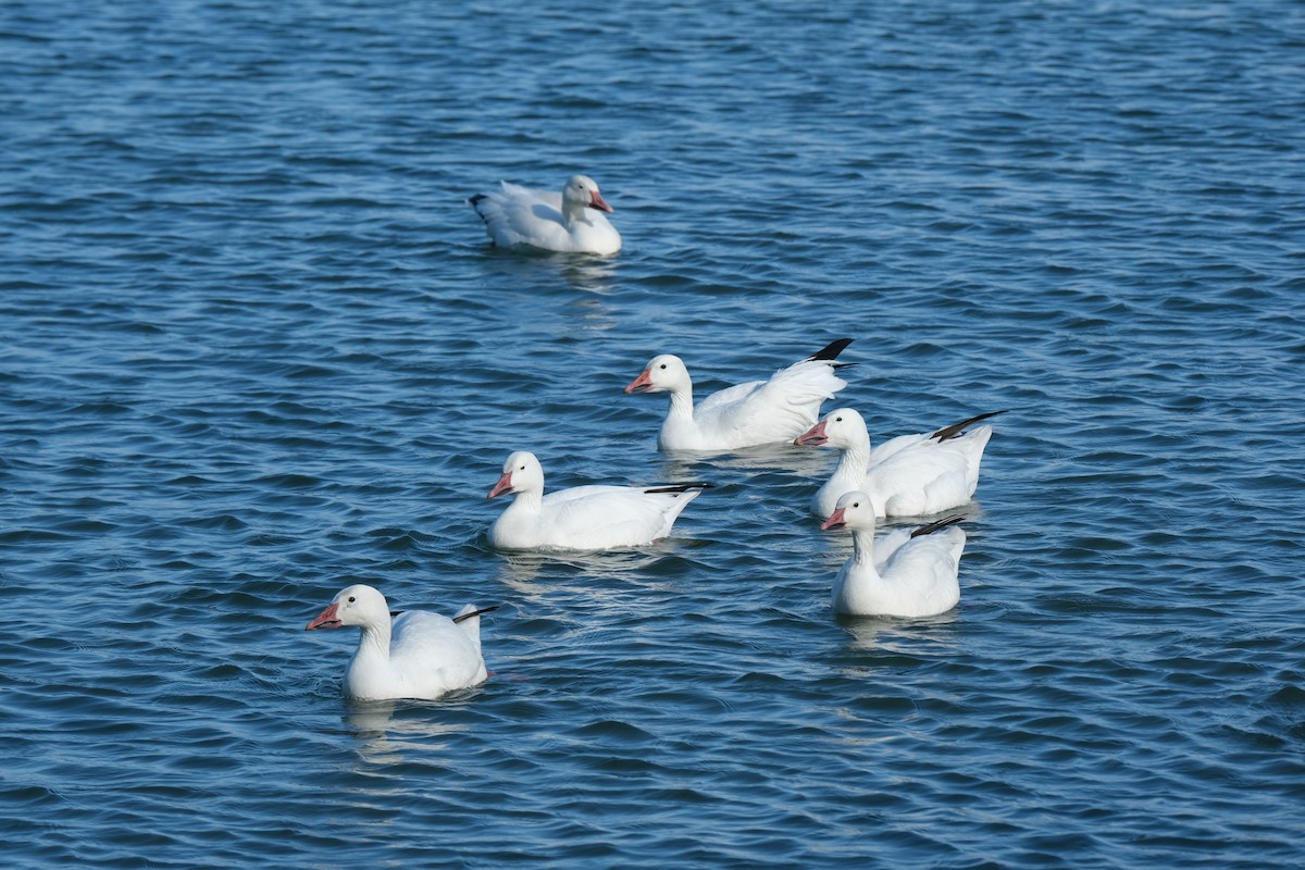 Snow Goose - ML620462884