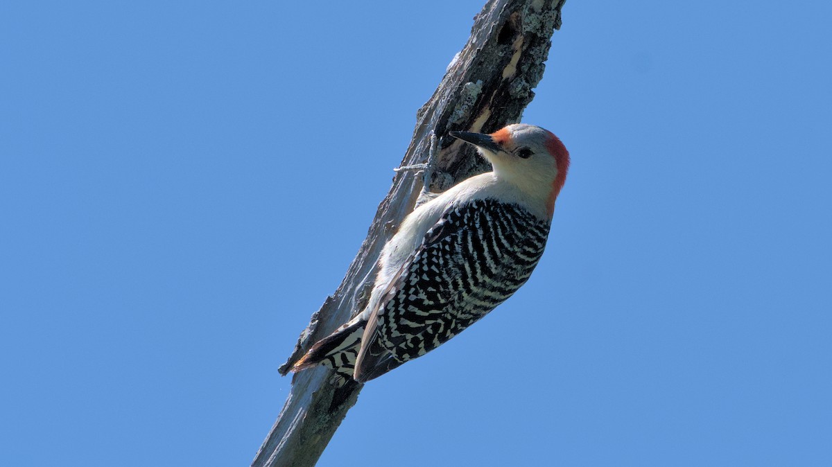 Red-bellied Woodpecker - ML620462885
