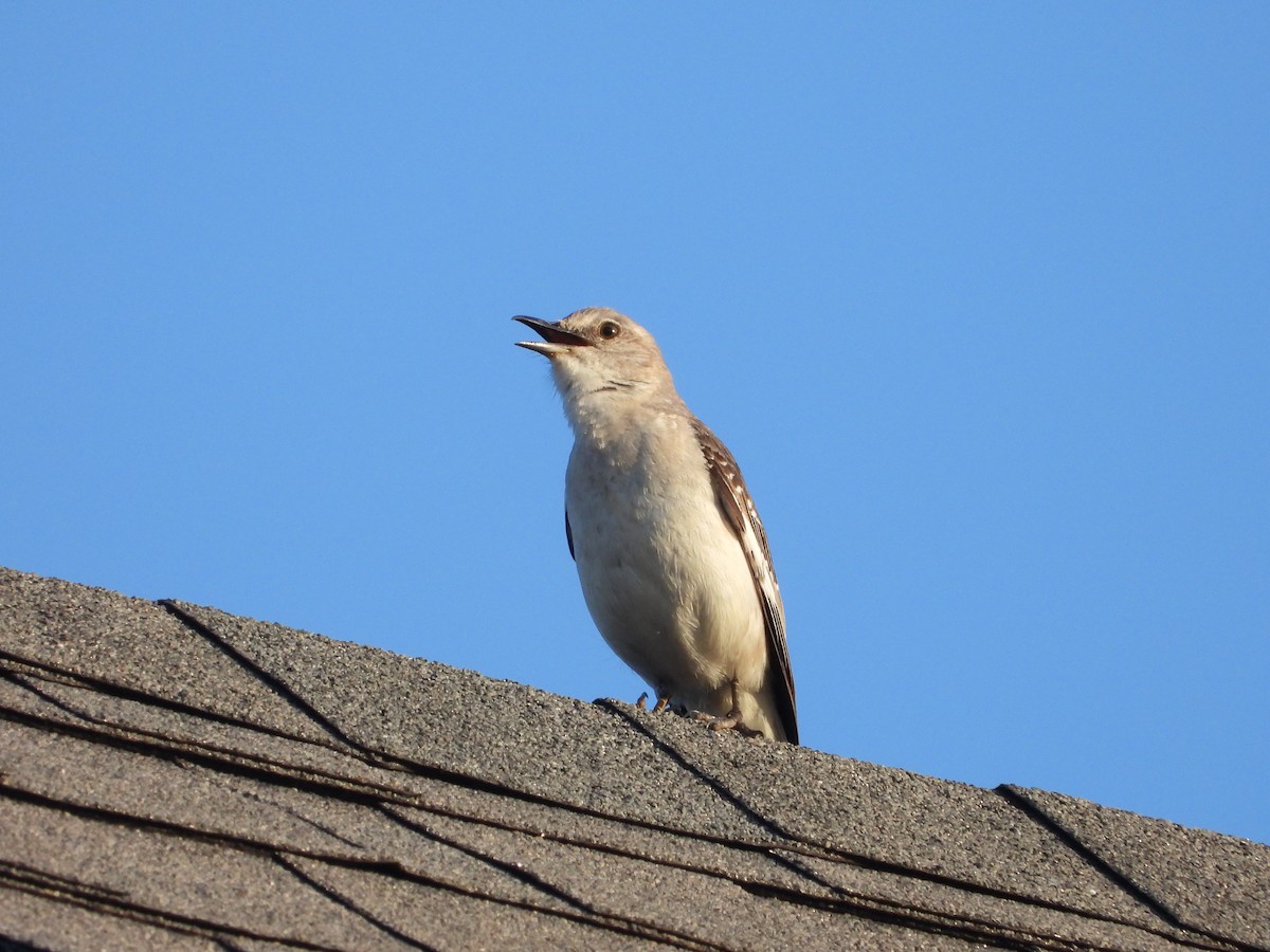 Northern Mockingbird - ML620462886