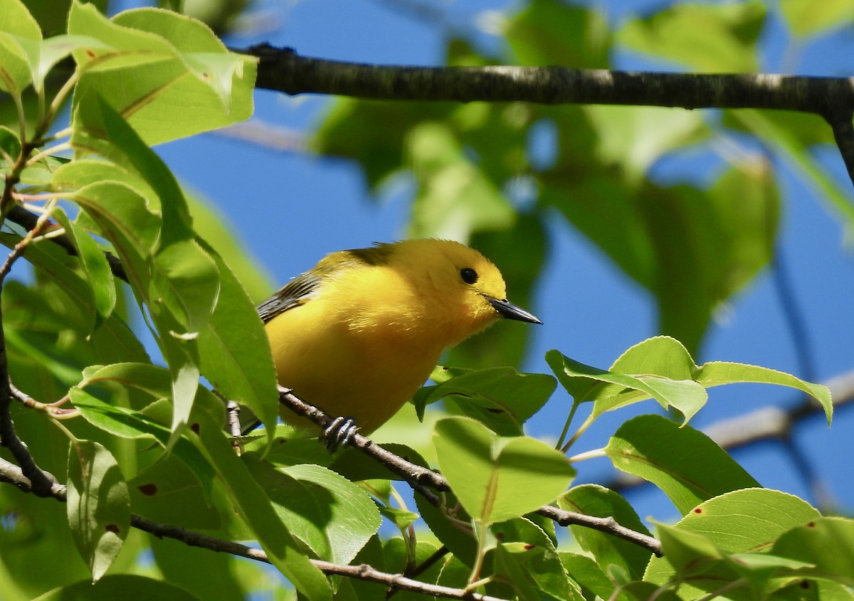 Prothonotary Warbler - ML620462892