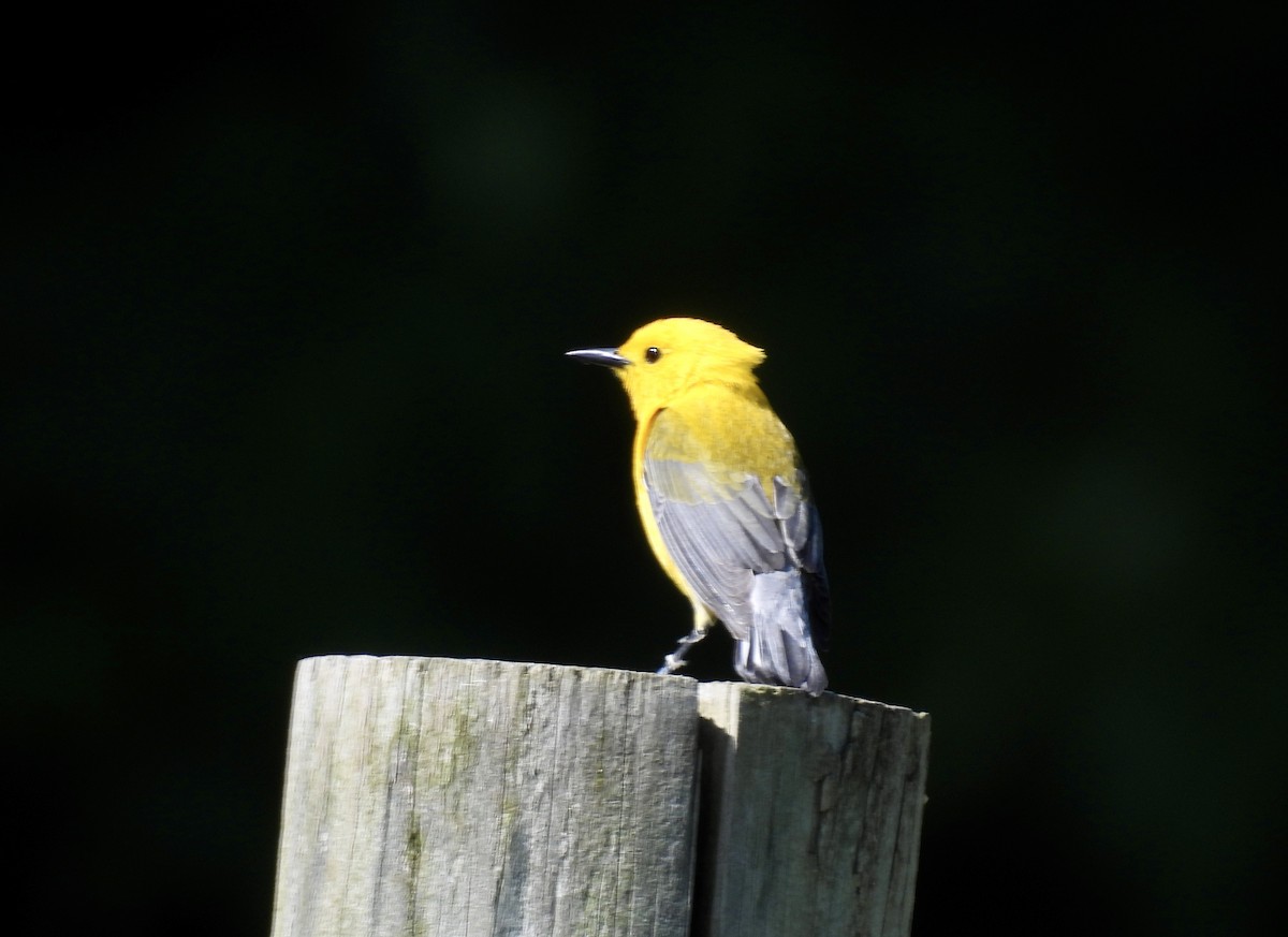 Prothonotary Warbler - ML620462893