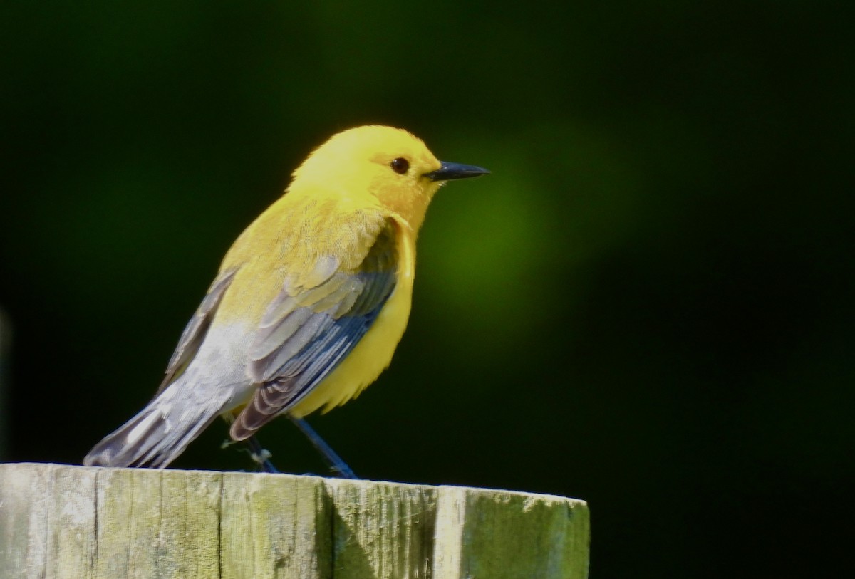 Prothonotary Warbler - ML620462894