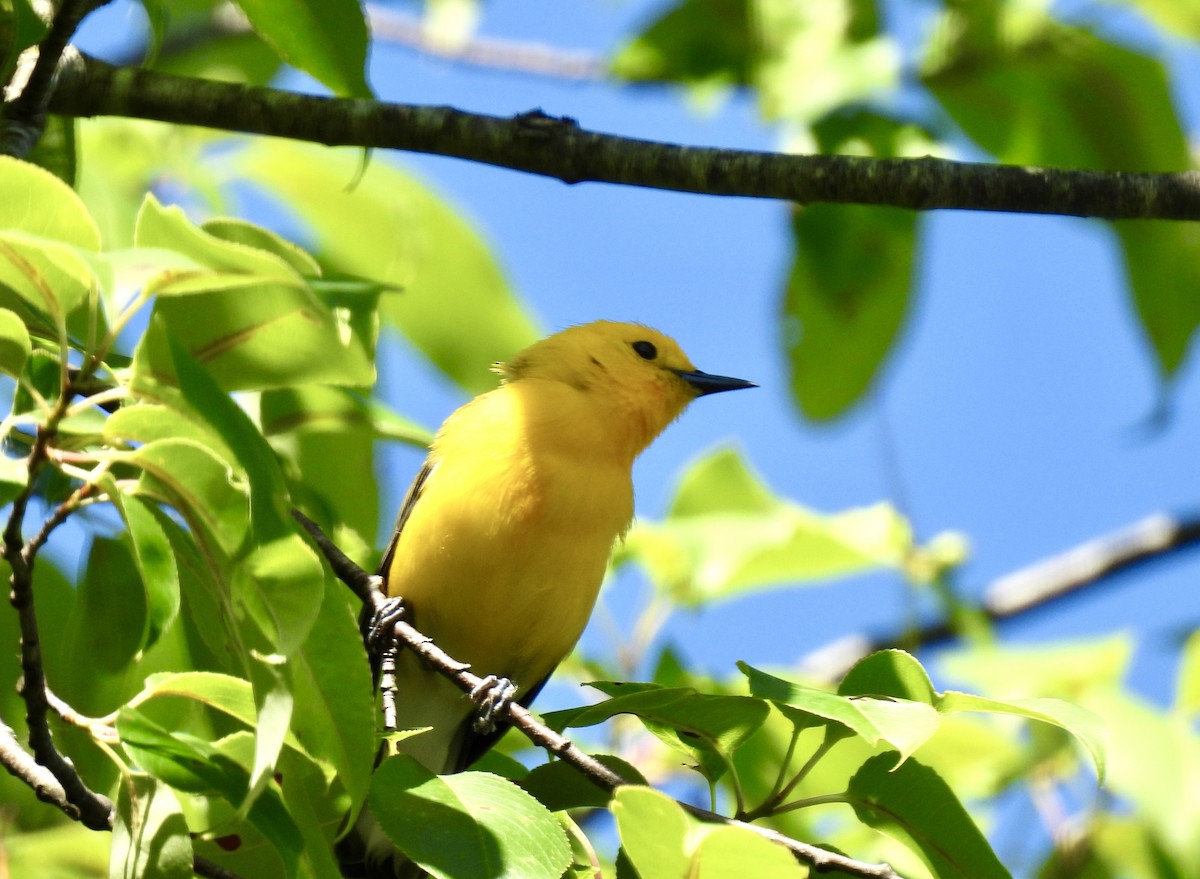 Prothonotary Warbler - ML620462895