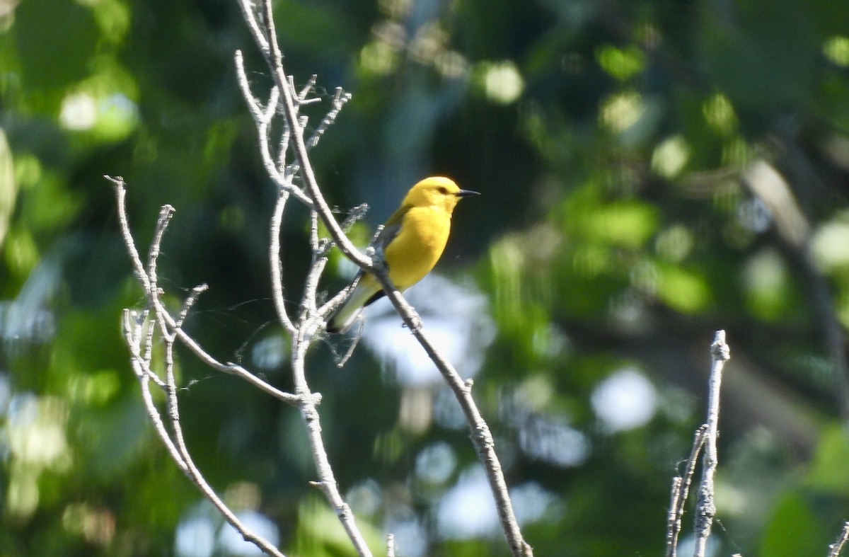 Prothonotary Warbler - ML620462896