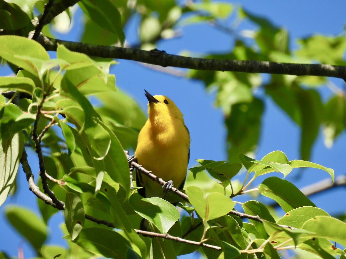 Prothonotary Warbler - ML620462897