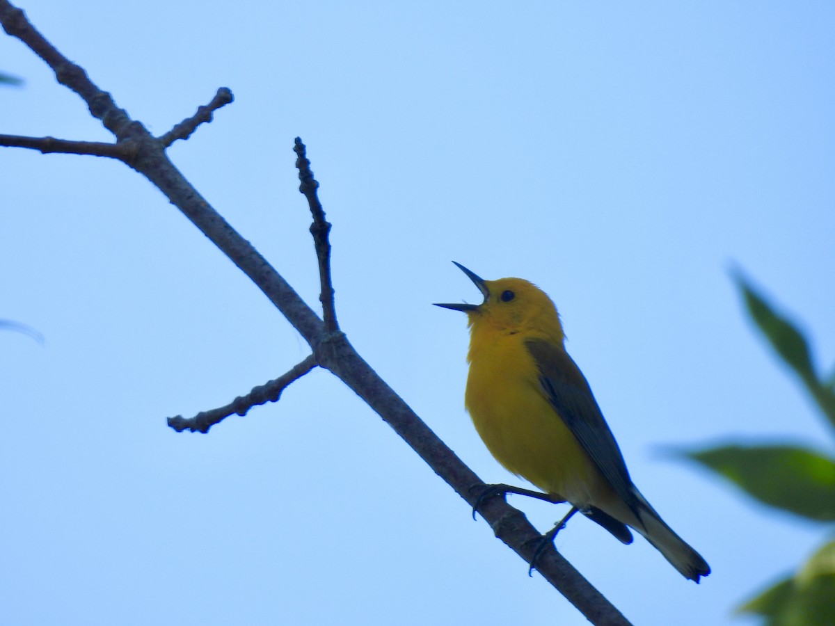 Prothonotary Warbler - ML620462898