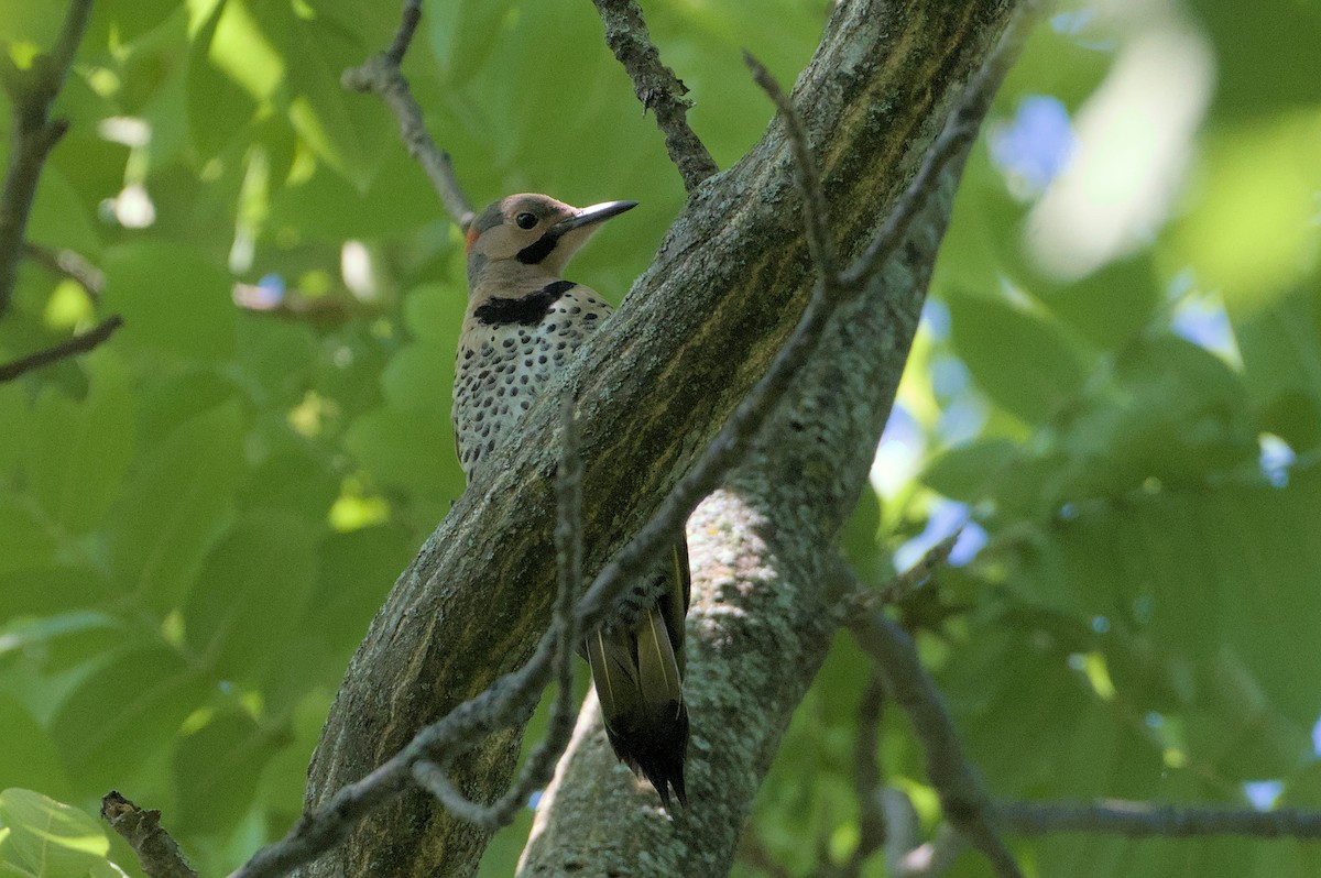 Northern Flicker - ML620462900