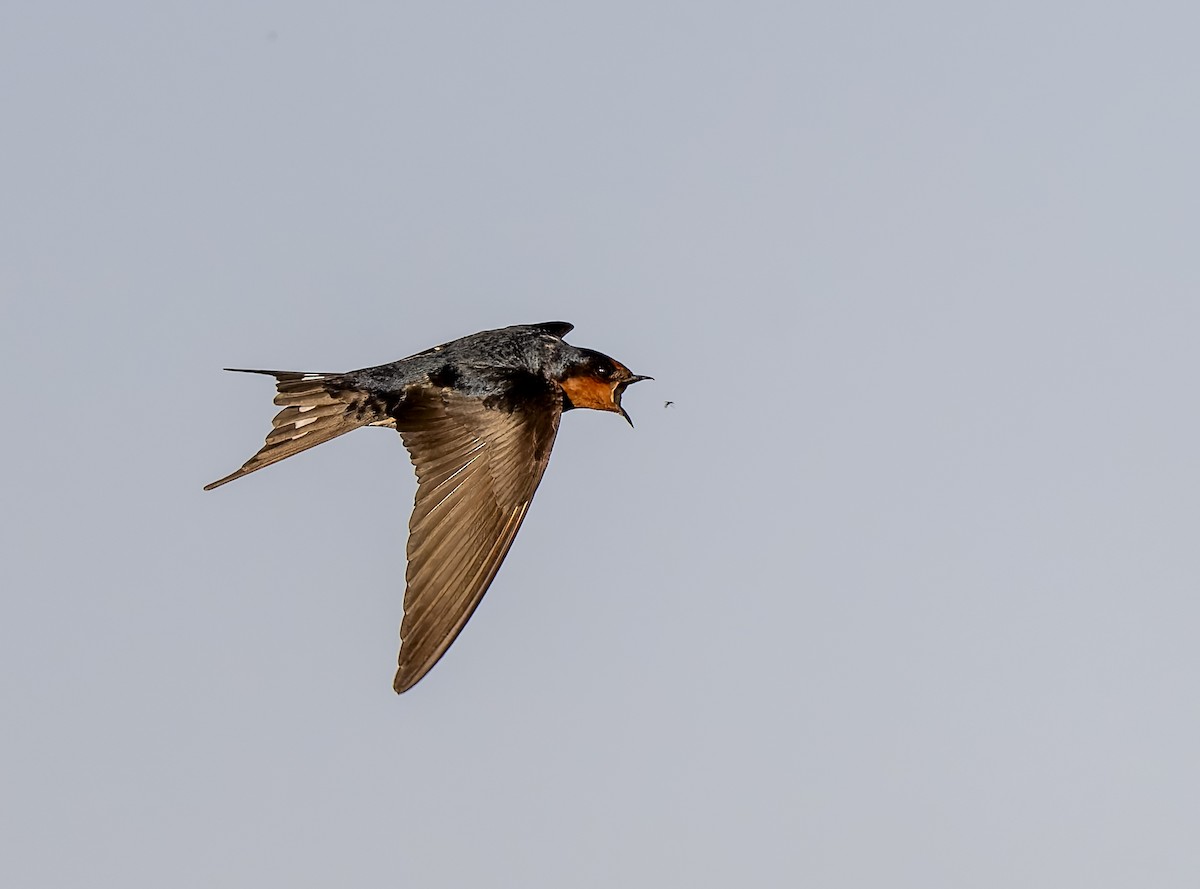 Golondrina Australiana - ML620462901