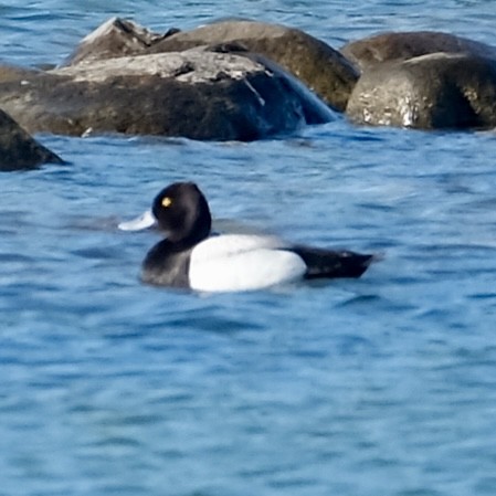 Lesser Scaup - ML620462904