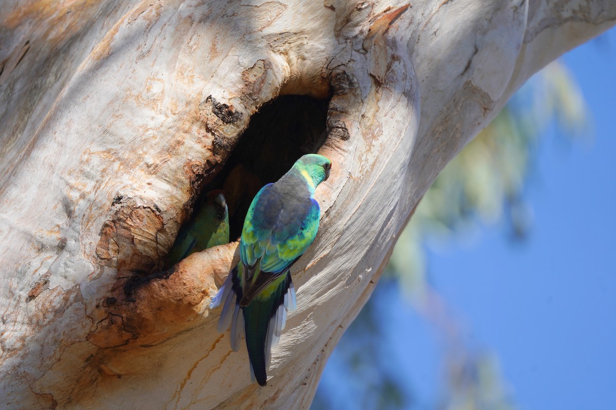 Australian Ringneck (Mallee) - ML620462907