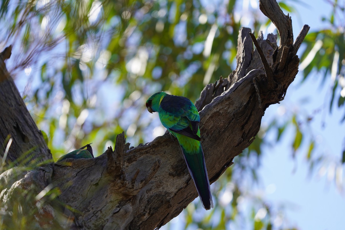 Australian Ringneck (Mallee) - ML620462908