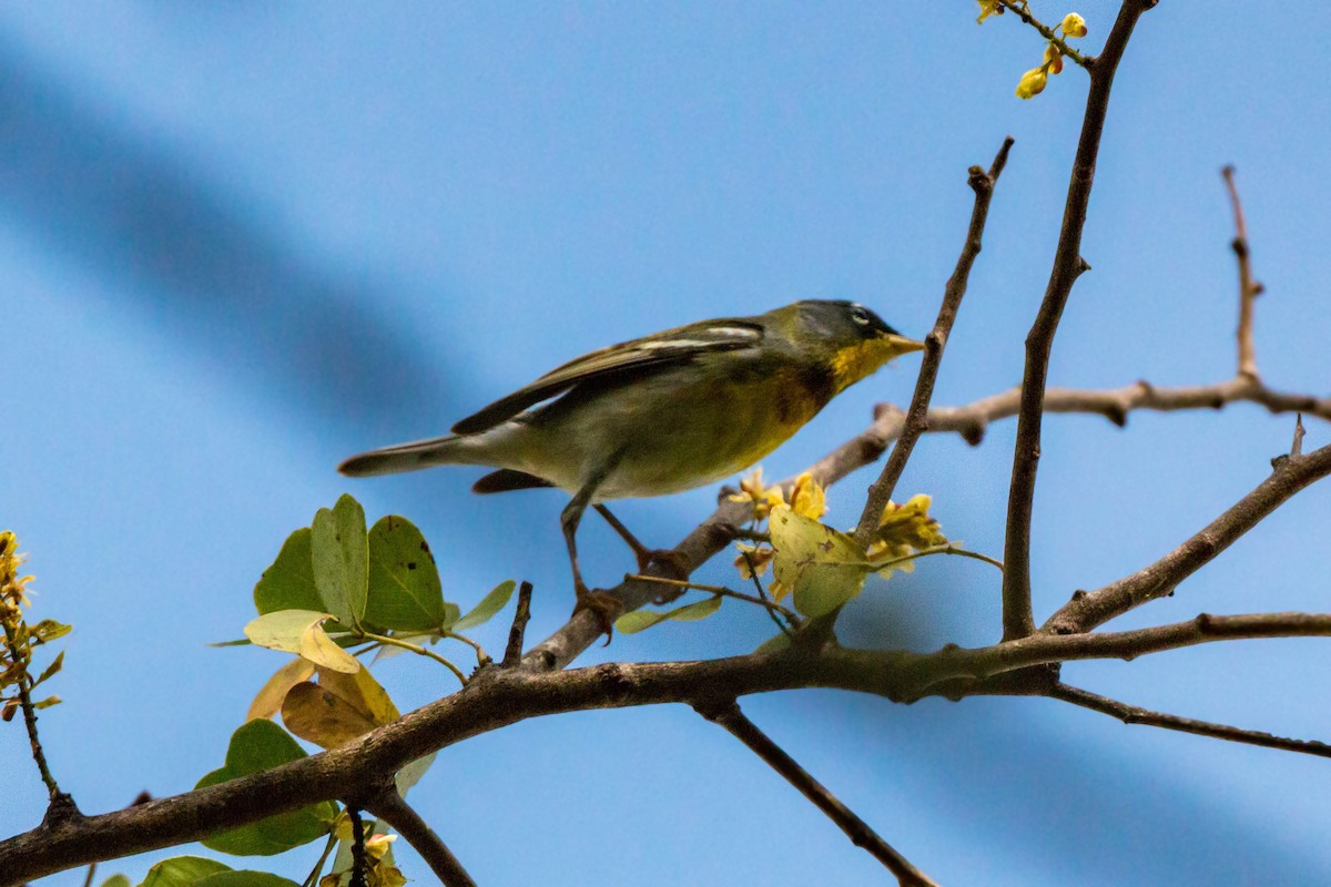 Northern Parula - ML620462913