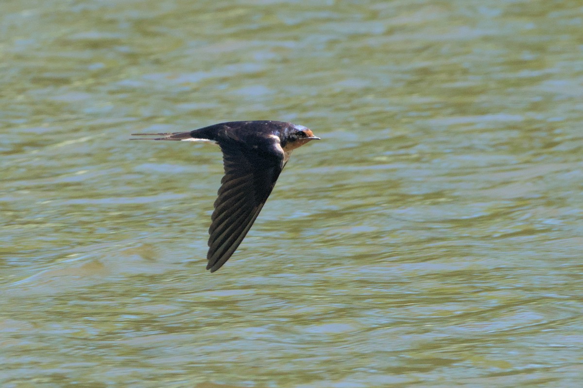 Barn Swallow - Robert Howard