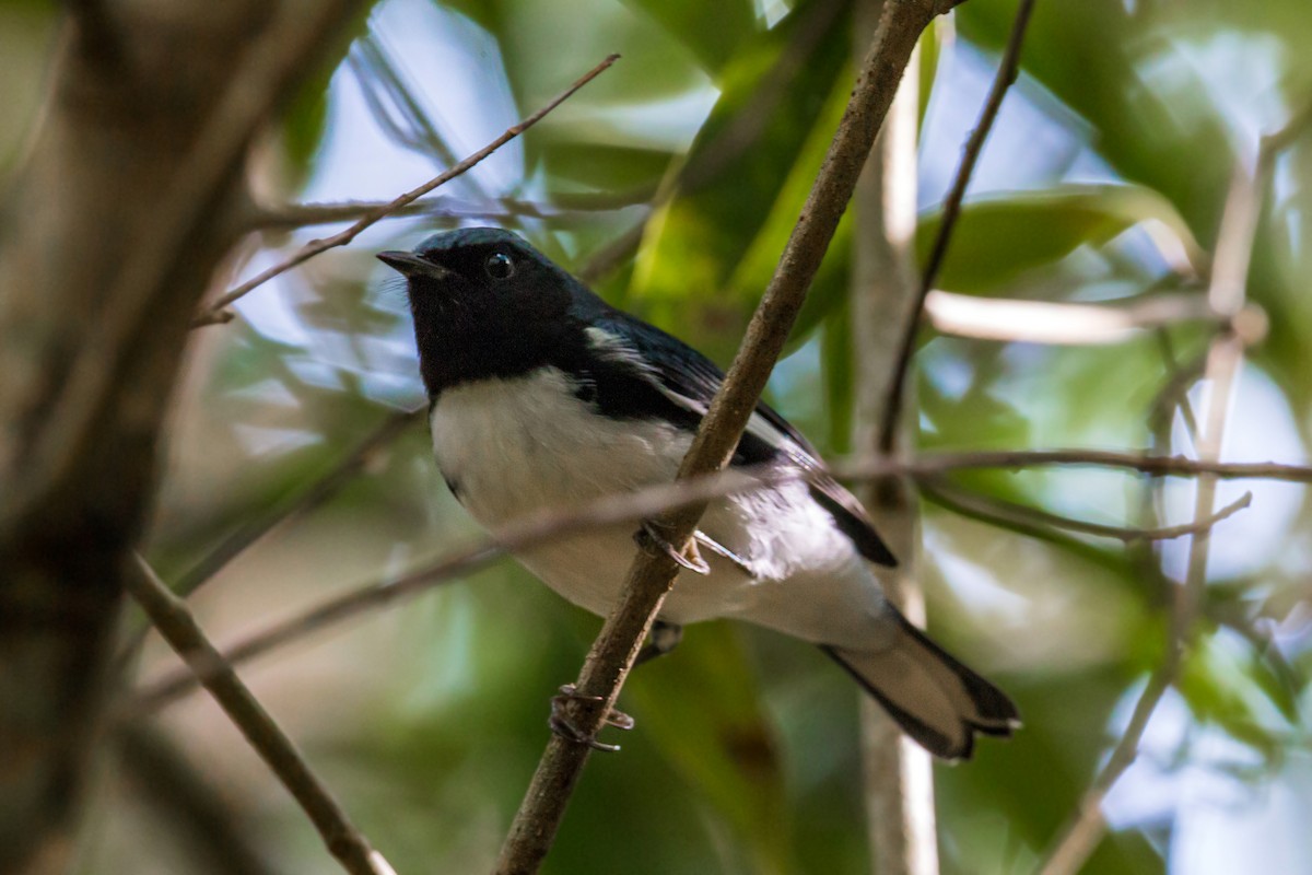 Black-throated Blue Warbler - ML620462920