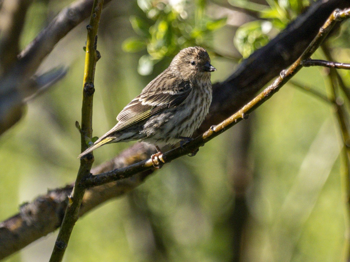 Pine Siskin - ML620462923