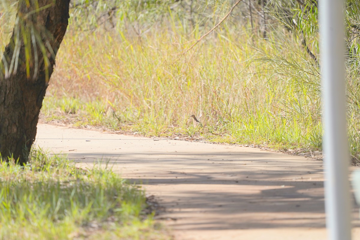 Brown Quail - ML620462927