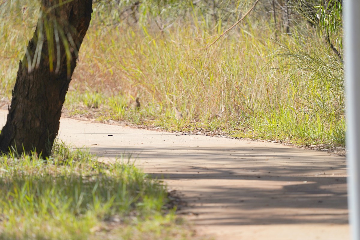 Brown Quail - ML620462928