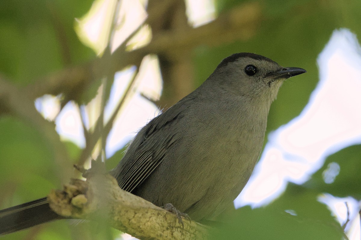 Gray Catbird - Robert Howard