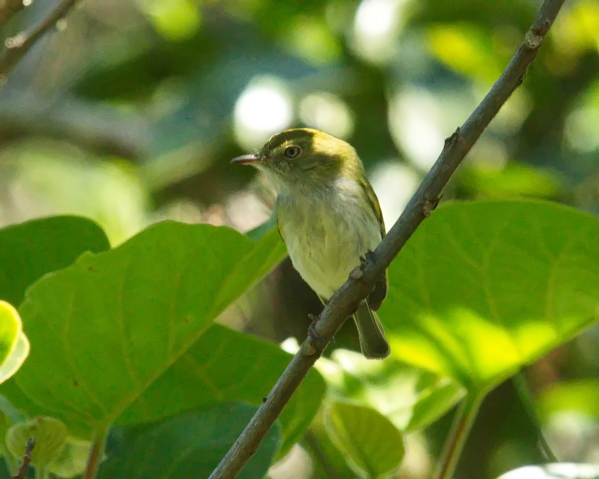 Hangnest Tody-Tyrant - ML620462944